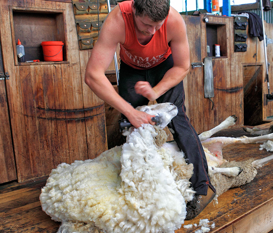Farm Footing Programme NZ Wool Fibre Suppliers